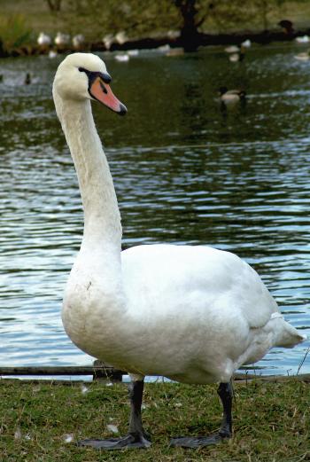 Swan standing