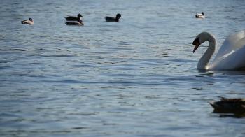 Impressive view on a white swan swimming on the surface of a ...