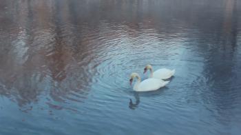 Birds couple. White swans swimming on river. Mist on winter cold ...