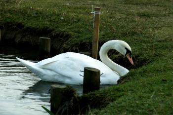 Swan swims near grass