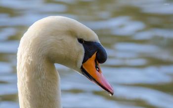 Swan close-up wallpaper - Animal wallpapers - #46417