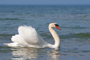 Swans Found to Windsurf Across Water