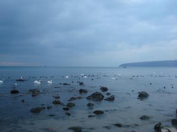 Swans at the Black Sea coast