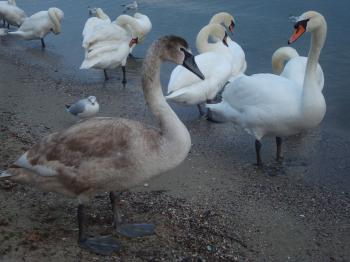 Swans at the Black Sea coast