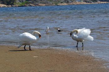 Swans in the sea