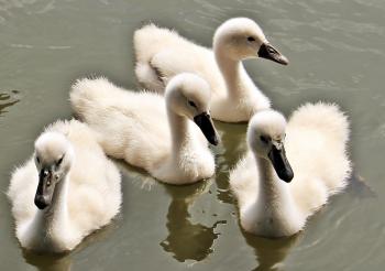 Swans Swimming