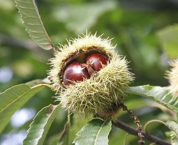 Castanea sativa - Wikipedia