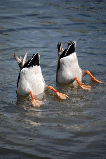 Birds of a feather fish together! Look mom, no head. Wonder which ...