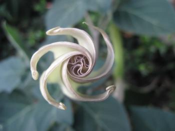 Swirling young white flower