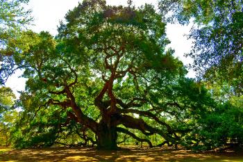 Oak Wilt Prevention During Peak Transmission Season