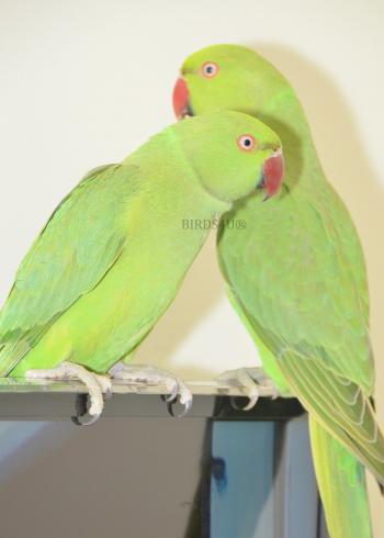 Baby Ring Neck Talking Parrot, 3 month old babies - Birds4U
