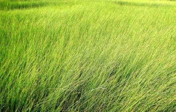 Tall grass - Texture