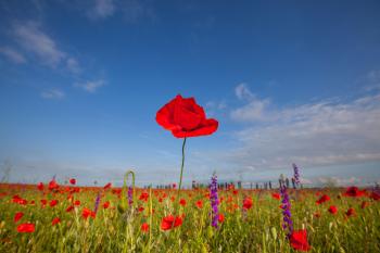 Tall Poppy Syndrome