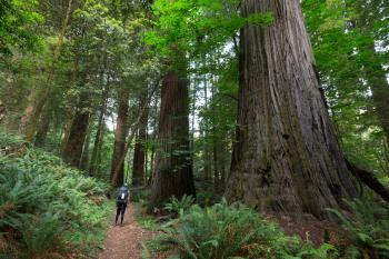 Tall Trees Grove | Outdoor Project