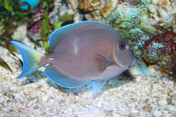 File:Blue tang surgeonfish - Acanthurus coeruleus.jpg - Wikimedia ...