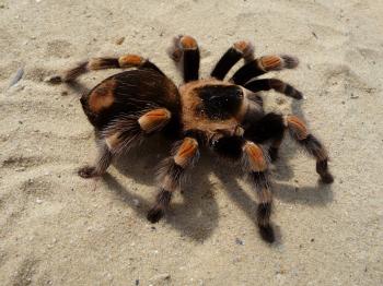 Permian Basin Master Gardeners Association » Tarantula