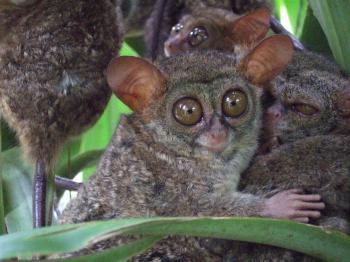 Tarsius tarsier (nártoun celebeský, Tarsiidae) | Mammalogy | Pinterest