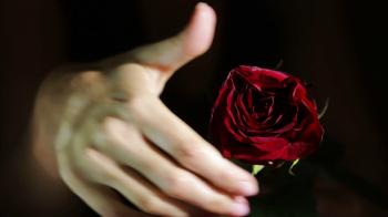 woman tears off petals of a rose. angry upset destroys flower girl ...