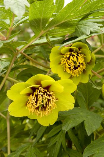 Yellow Tree Peony (Tibetian Peony) - Monrovia - Yellow Tree Peony ...