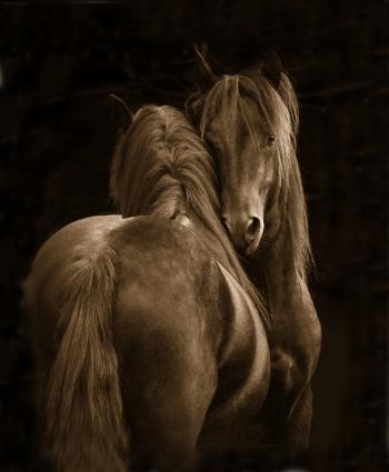 Tenderness - Tony Stromberg PhotographyTony Stromberg Photography