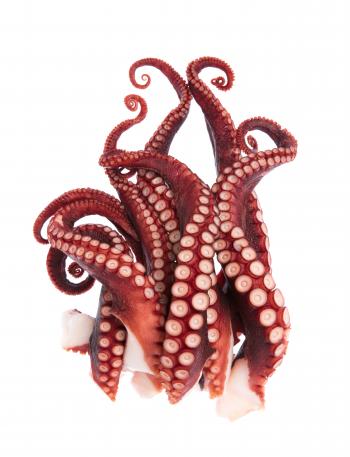 Seafood with tentacles: Making a fuss of squid and octopus - Desang ...