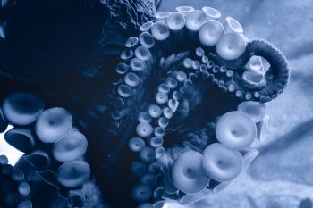 File:Blue Tentacles (17569669855).jpg - Wikimedia Commons