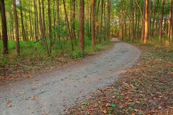 Terrapin Forest Trail - HDR