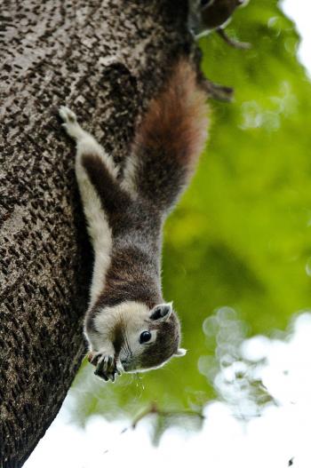 Finlayson's squirrel - Wikipedia