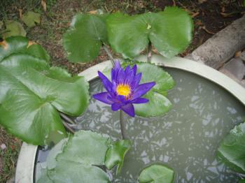 Bangkok Gardening: Flowers That Thrive During Thailand's Hot Dry ...