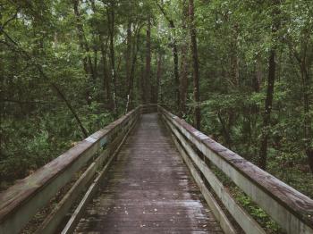The Bridge in the woods