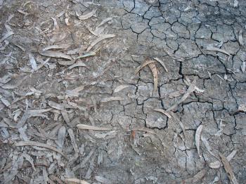 Dead Leaves and the Dirty Ground | photo page - everystockphoto