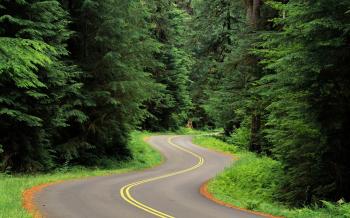 Forest Road 36157 1920x1200 px ~ HDWallSource.com