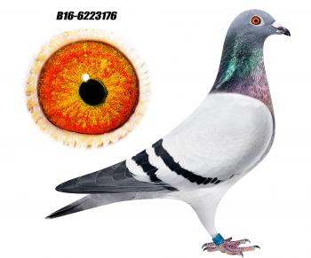 M&C Hansen - Racing Pigeons Online