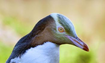 The yellow-eyed penguin. NZ