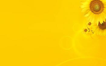 Yellow sunflower theme HD wallpapers | HD Wallpapers Rocks