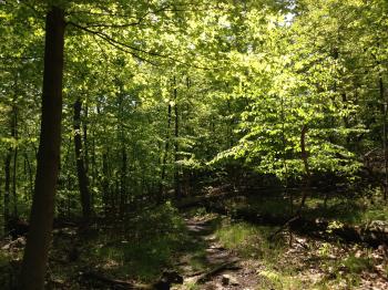 File:2013-05-12 10 38 38 View south through thick forest along the ...