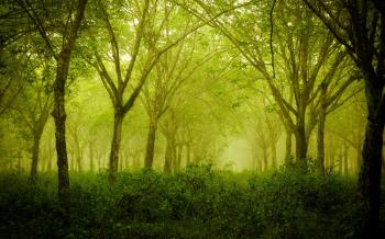 Foggy thick forest #7029791