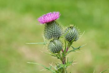 Bull Thistle Removal ? How To Get Rid Of Bull Thistle Weeds