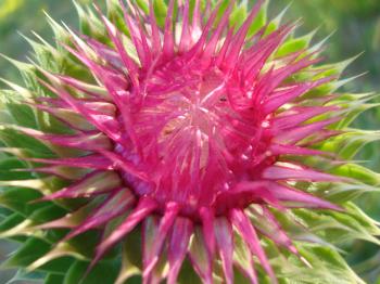 Thistle plant close-up