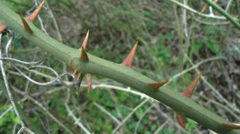File:Smilax excelsa thorns.jpg - Wikimedia Commons