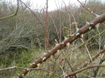 Why the rose´s thorns point downwards (023) – Natuurverhalen