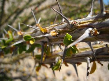 File:Ocotillo thorns.jpg - Wikimedia Commons