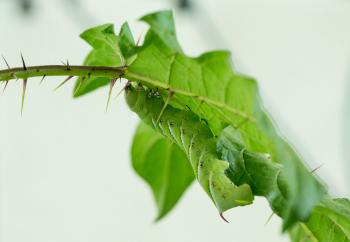 The Thorny Truth About Spine Evolution | Quanta Magazine