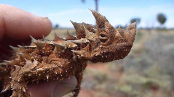Thorny Devil near Olgas NT Australia - YouTube