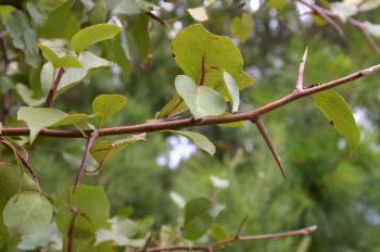 Bradford Pear – Wildly Sprouting Thorny Bushes | Walter Reeves: The ...