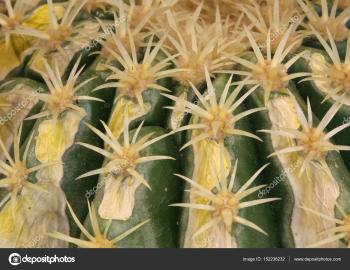 background of thorny cactus with many needles — Stock Photo ...