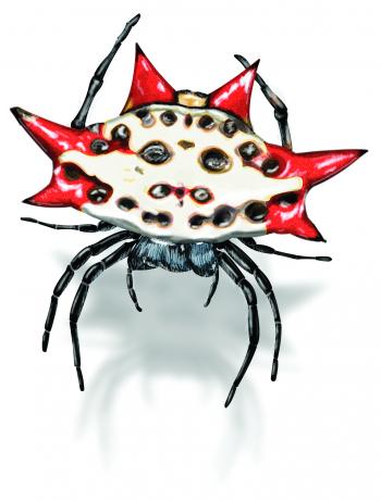 Spinybacked Garden Orb Weaver Spider
