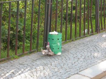 clearing the clean: Short life of a thrash can at the Pellicova