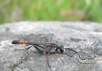 File:Ammophila ferrugineipes Thread-waisted wasp IMG 2014s.jpg ...