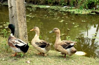 File:Three Ducks.jpg - Wikimedia Commons
